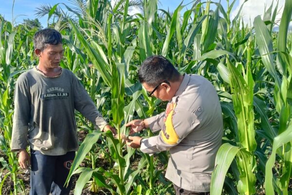 Bhabinkamtibmas Polsek Muara Pawan Laksanakan Cek Pertumbuhan Jagung Hibrida di Desa Sungai Awan Kiri